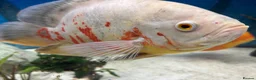 Cichlids fish for sale: Chiclid fish in Sevenoaks - Advert 3