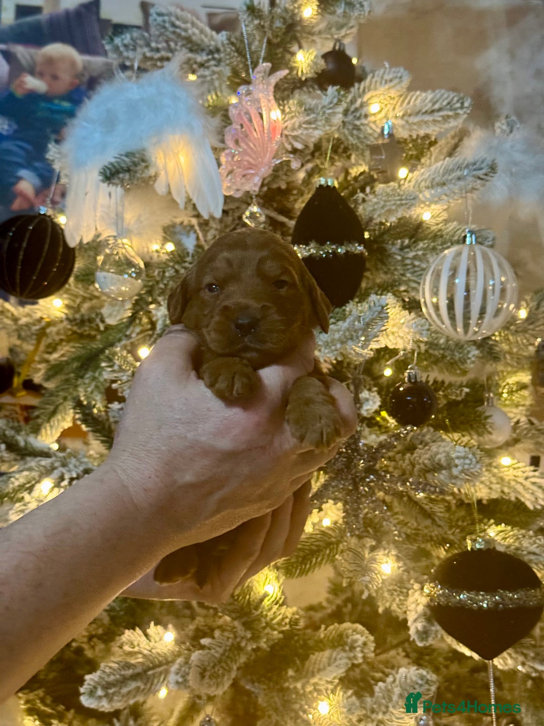 Mini Goldendoodle dogs for sale: 7 mini goldendoodle dna clear puppies - Advert 10