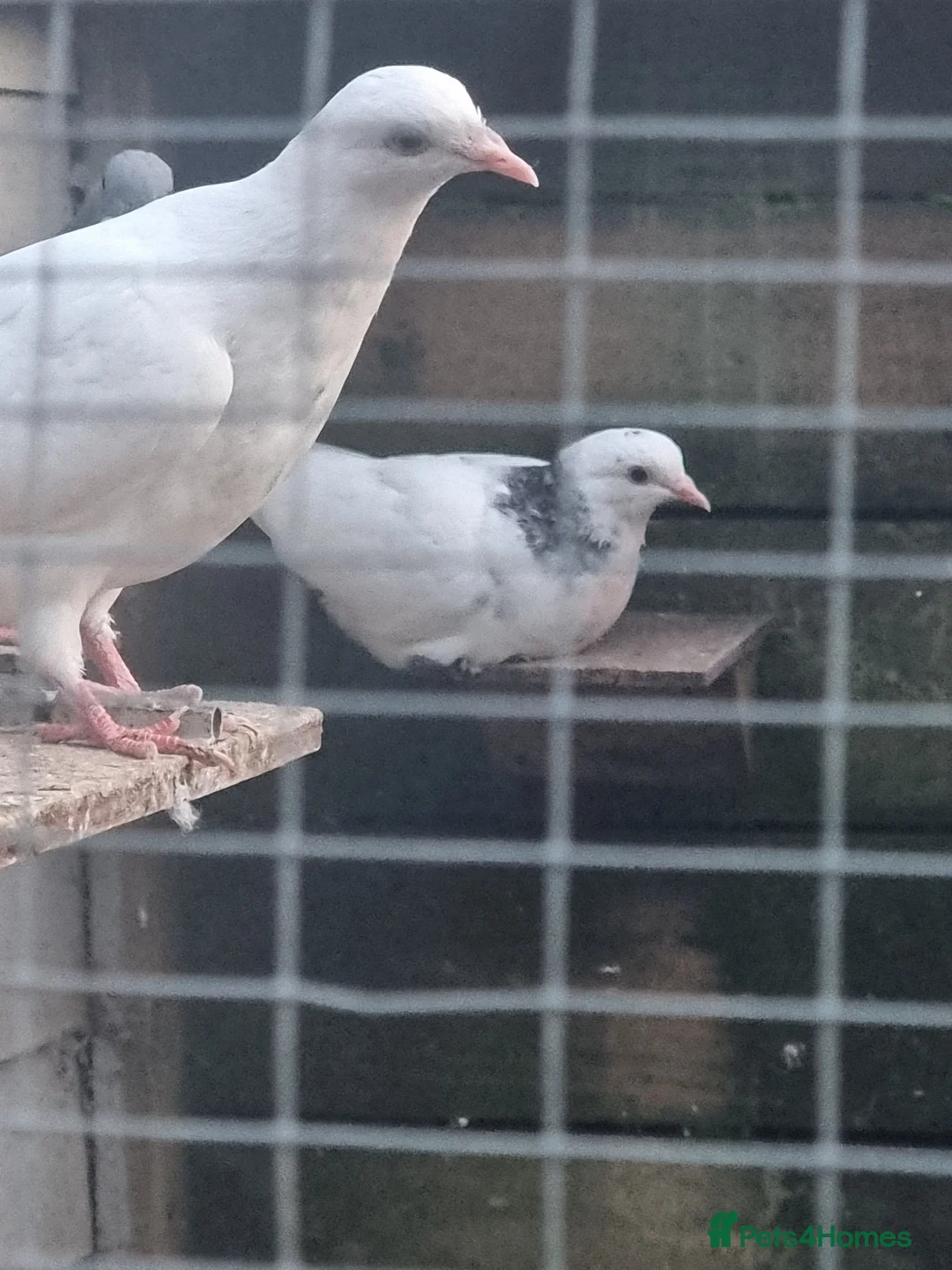 Pigeons birds for sale: Young tippers,tumblers & racers for sale £3each  in Wolverhampton - Advert 2