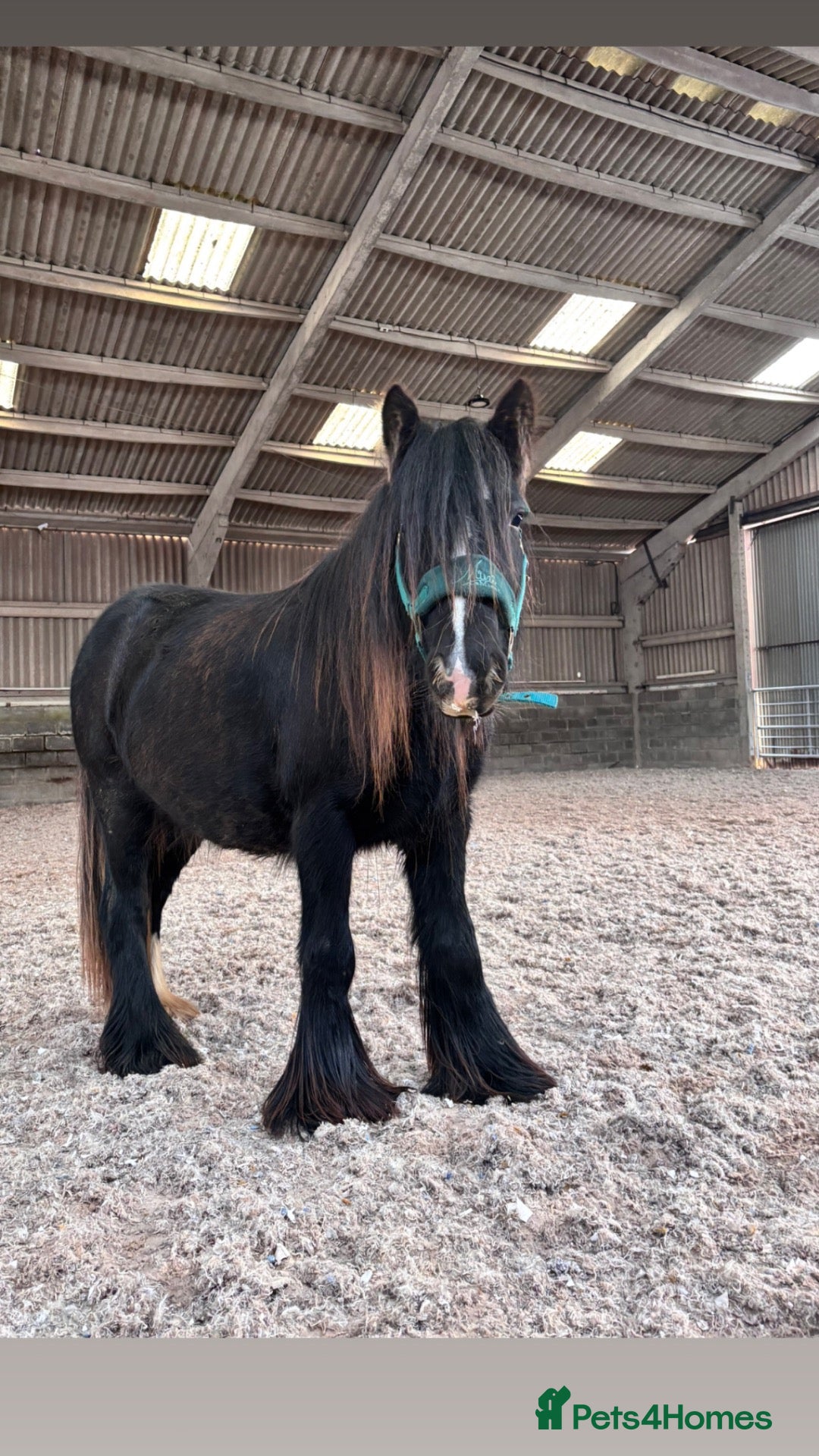 Irish Cob horses Marley - Advert 5