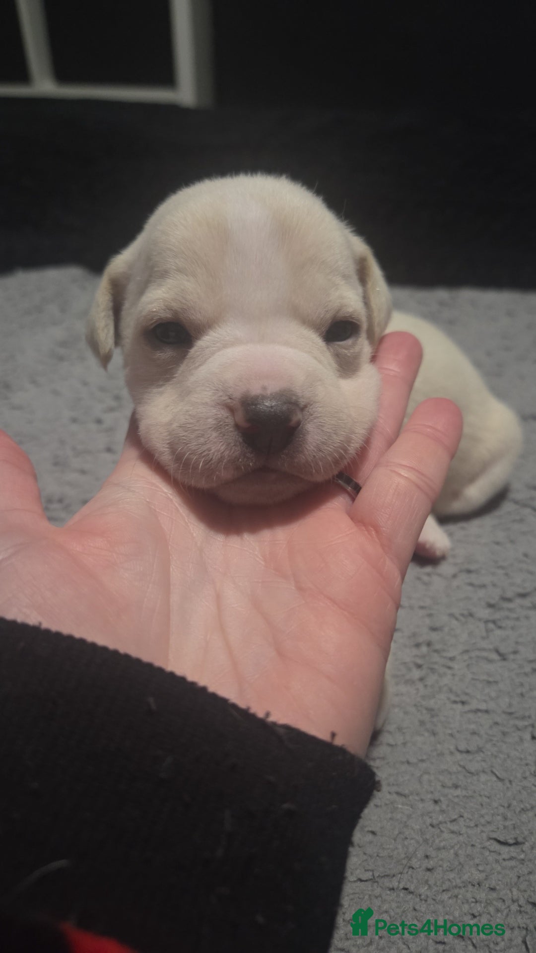 Mixed Breed dogs for sale: Staffy + cane course - Advert 4