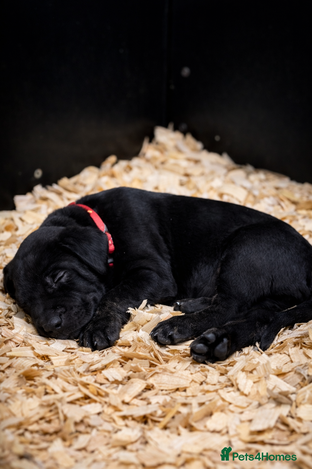 Presa Canario dogs for sale: Working Line Presa Canario Puppies - Advert 6