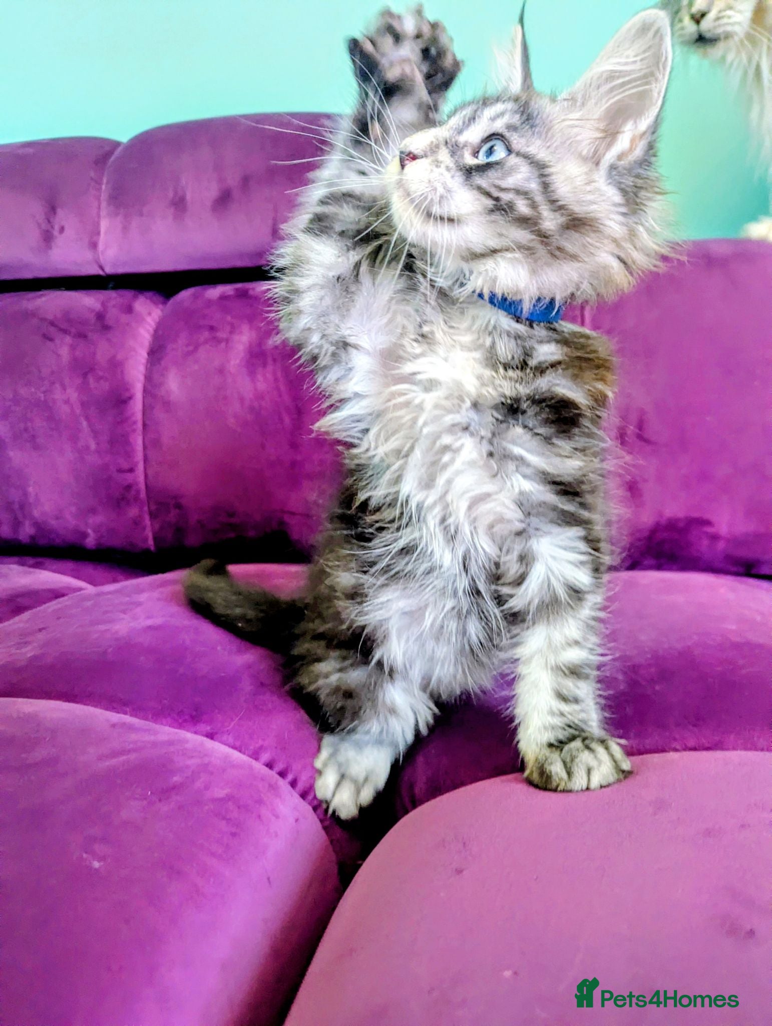 Maine Coon cats Pedigreed Maine Coon kittens - Advert 2
