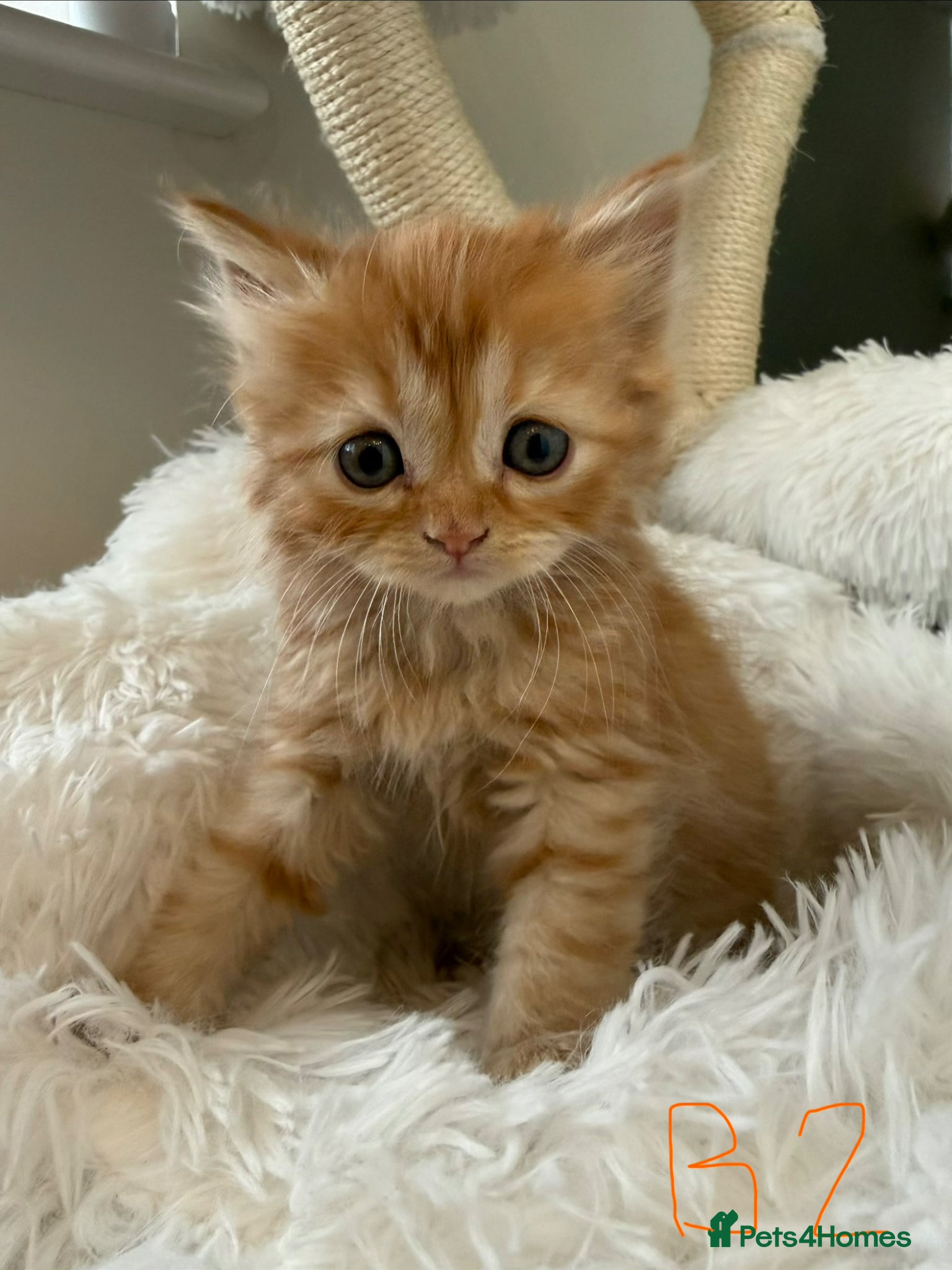 Mixed Breed cats Long haired Himalayan cross kittens - Advert 1