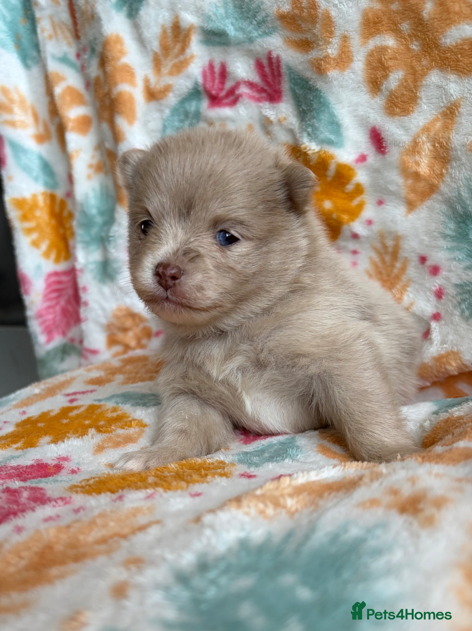 Pomeranian dogs 100% POMERANIAN PUPS!🐻 DNA&HEALTH TESTED!🧬 - Advert 5