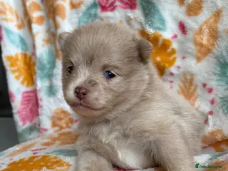 Pomeranian dogs 100% POMERANIAN PUPS!🐻 DNA&HEALTH TESTED!🧬 - Advert 5