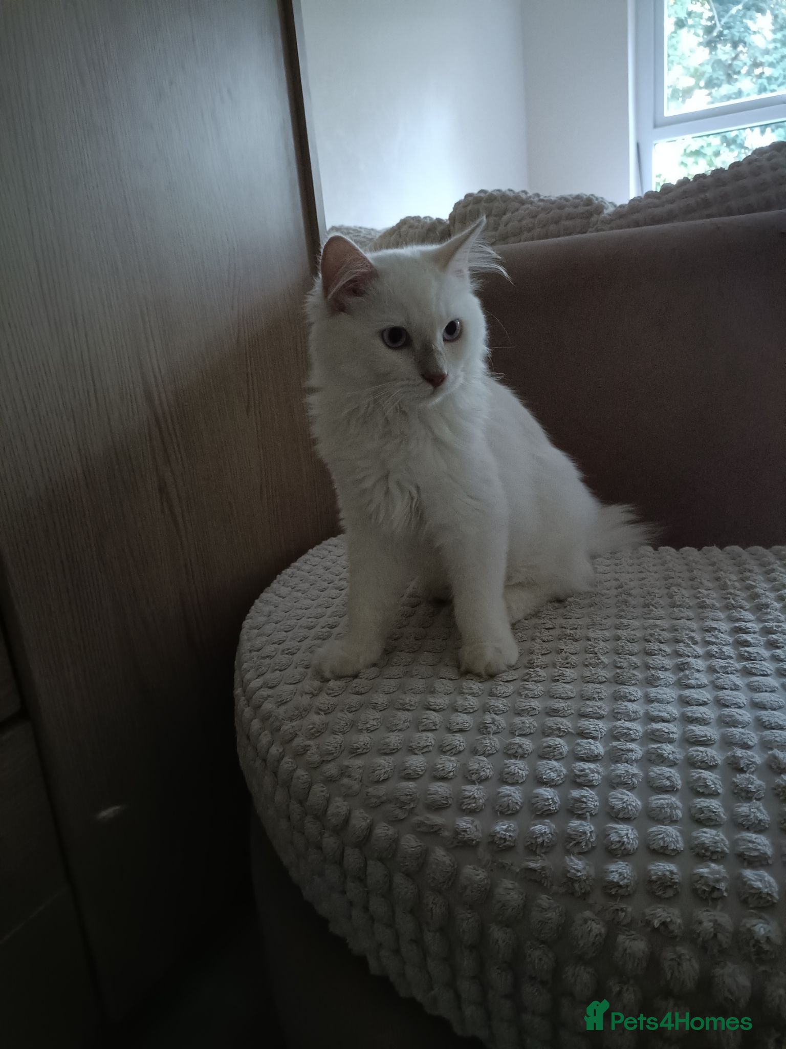Ragdoll cats  Active fawn point boy available  - Advert 2