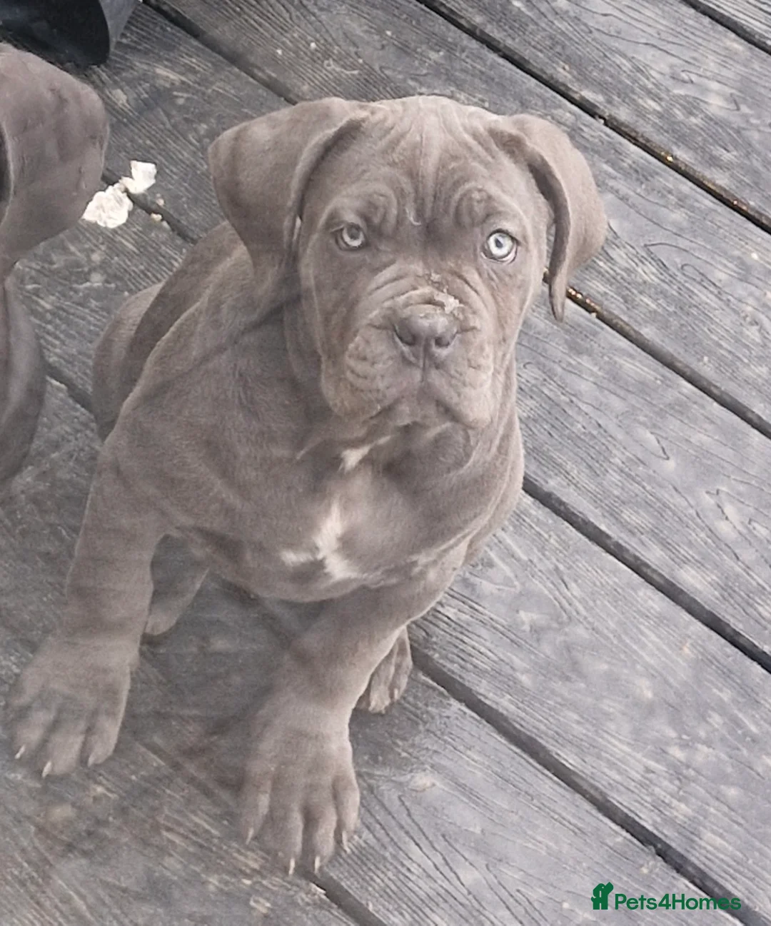 Cane Corso dogs for sale: EXCEPTIONAL PEDIGREE!! ONE BLUE GIRL AVAILABLE!! - Advert 24