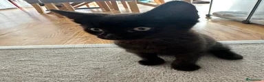 Mixed Breed Kitten 2