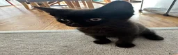 Mixed Breed cats for sale: 2 beautiful babies to go to their forever home - Advert 6