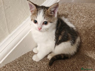 Mixed Breed cats British Shorthair X Kittens - Advert 1