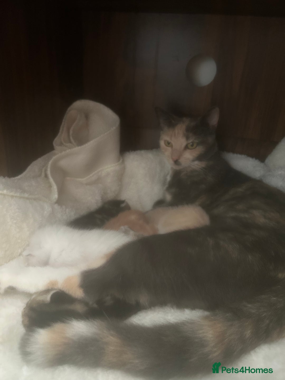 Domestic Shorthair cats for sale: 5 month old kittens - black male/tabby female - Advert 10