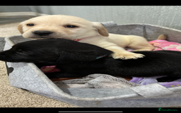 Labrador Retriever dogs for sale: 5 kc Labrador pups  - Image 3