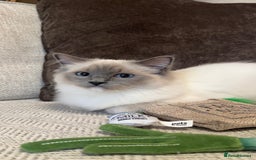 Ragdoll cats for sale: Female Pedigree Ragdolls  - Image 3