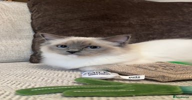 Ragdoll cats - Advert 8