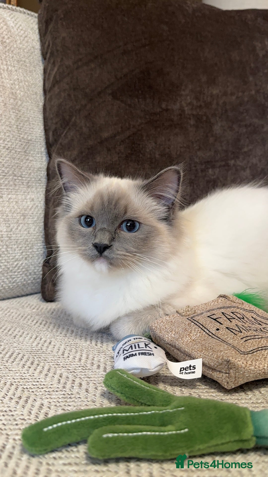 Ragdoll cats for sale: Female Pedigree Ragdolls  - Image 3