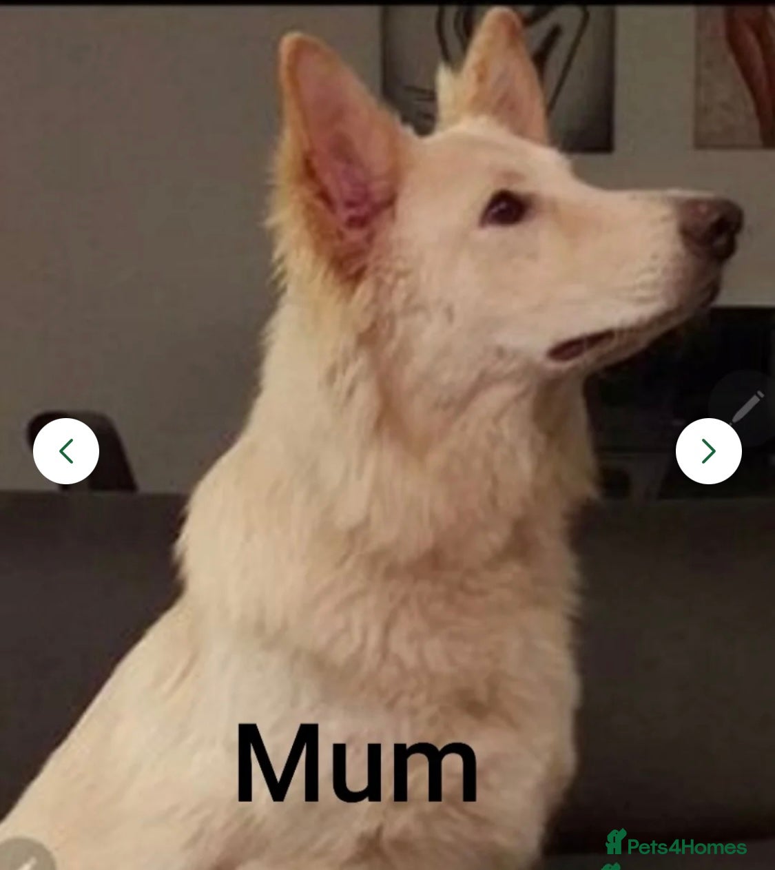 German Shepherd dogs Luna  - Advert 5