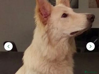 German Shepherd dogs Luna - Advert 2