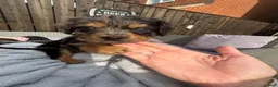 Cavapoo dogs for sale: ⭐ Ready today! F1 Health tested Cavapoos⭐ - Advert 26