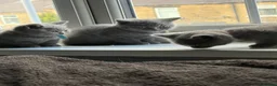 British Shorthair cats for sale: Pure British shorthair kittens - Advert 8