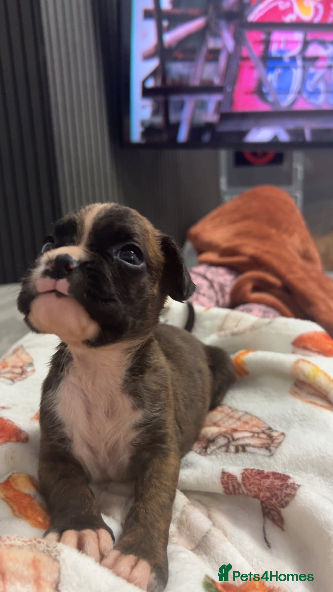 Boxer dogs for sale: Kc registered boxer puppies  - Advert 7