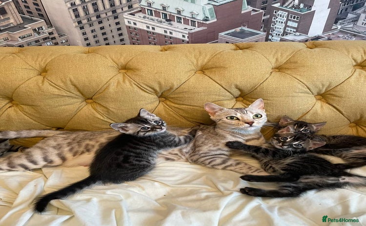 Bengal cats - Advert 2
