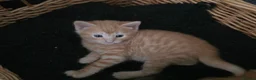 Mixed Breed cats for sale: Gorgeous kittens, 1 female ginger kitten - Advert 12