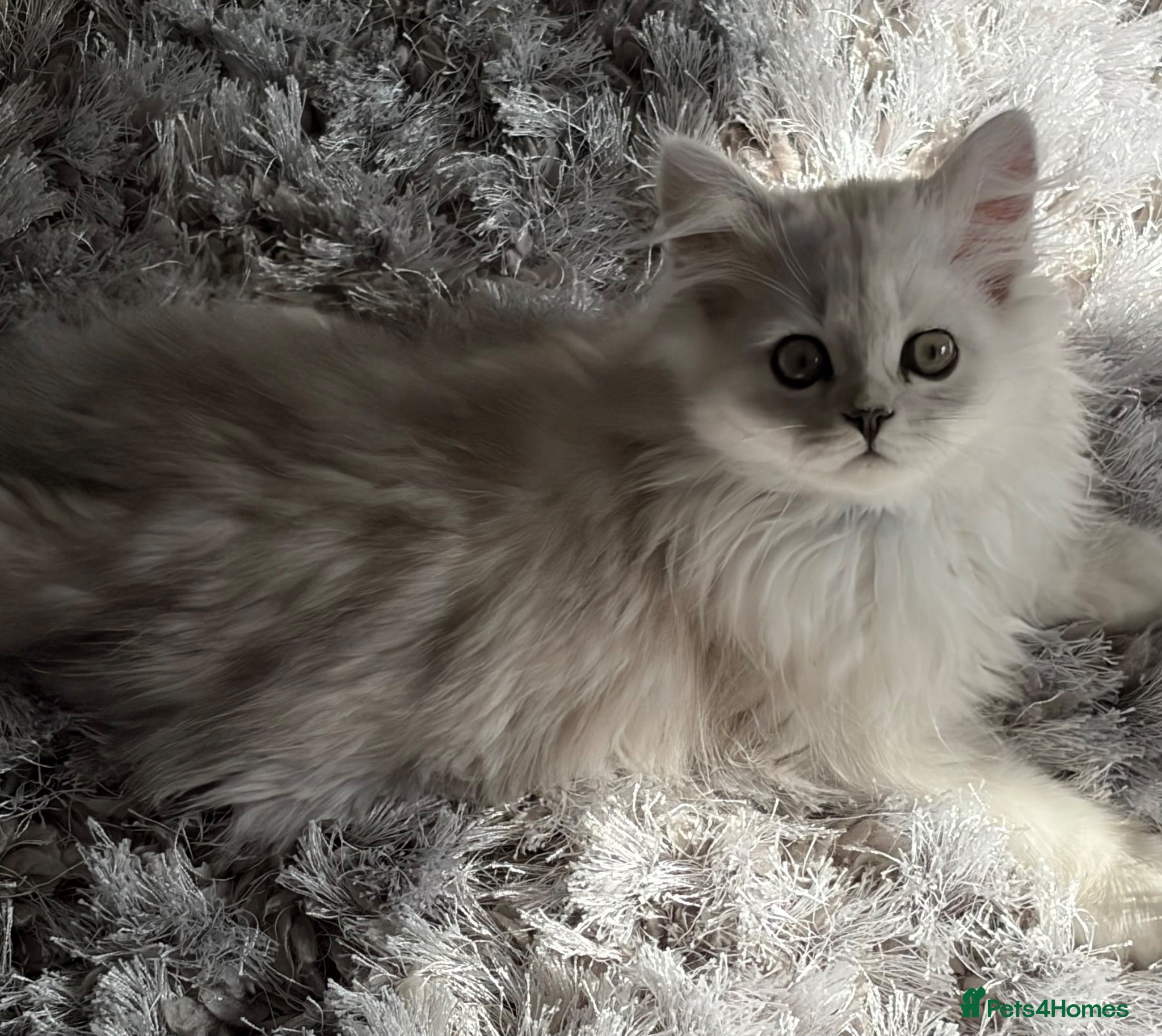 Persian cats Persian Kittens  - Advert 1