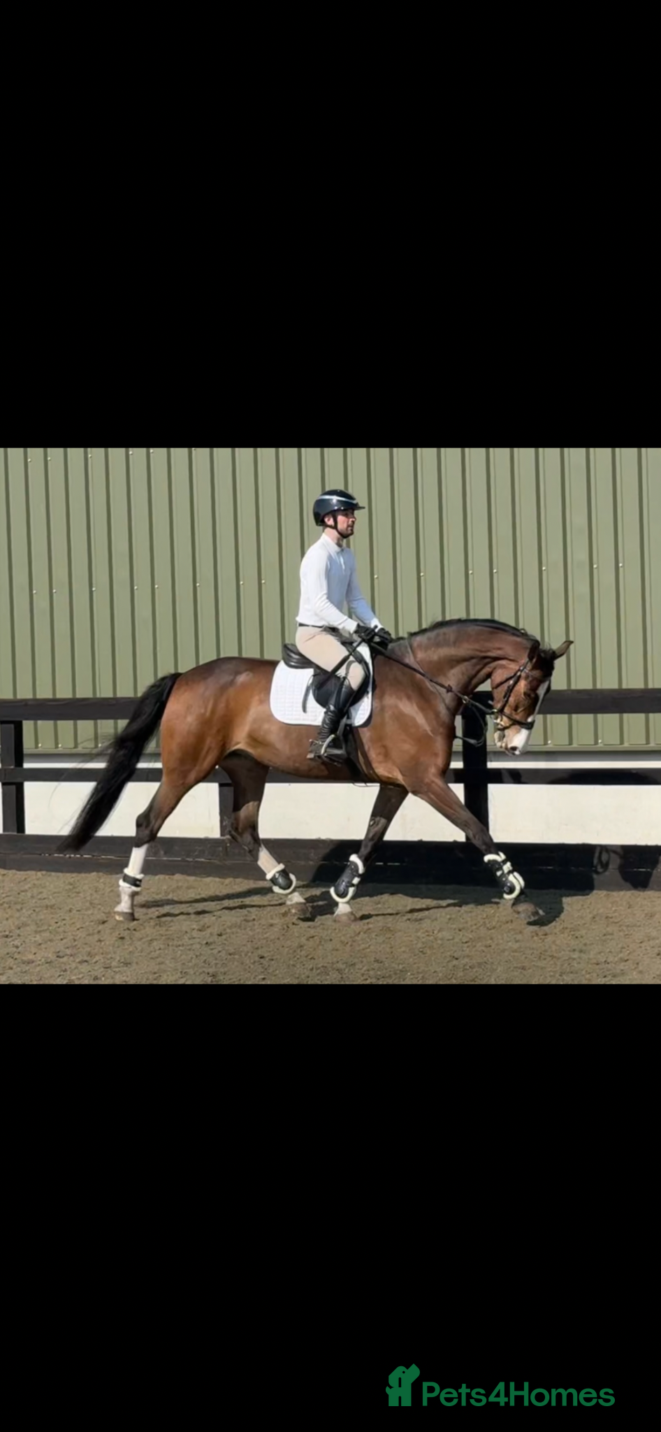 British Warmblood horses 16.2hh warmblood mare  - Advert 3