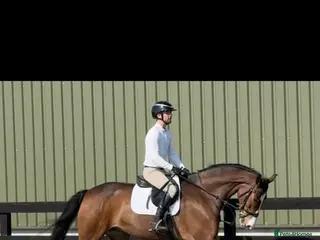 British Warmblood horses 16.2hh warmblood mare - Advert 3