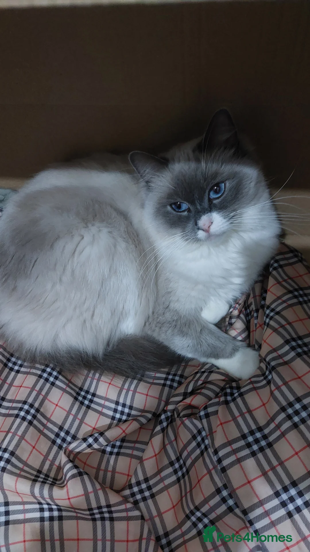 Ragdoll cats for sale: Beautiful Ragdoll Princess  - Advert 22