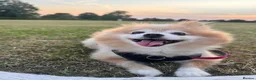 Pomeranian dogs for sale: Lovely Family Dog Looking for a Loving New Home - Advert 2