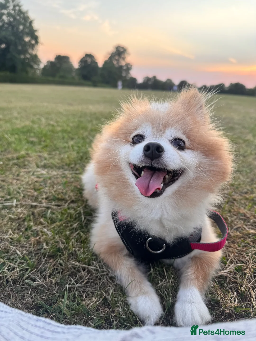 Pomeranian dogs for sale: Lovely Family Dog Looking for a Loving New Home - Advert 2