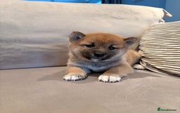 Japanese Shiba Inu dogs for sale: Health Tested Japanese Shiba Inu Puppies  - Image 5