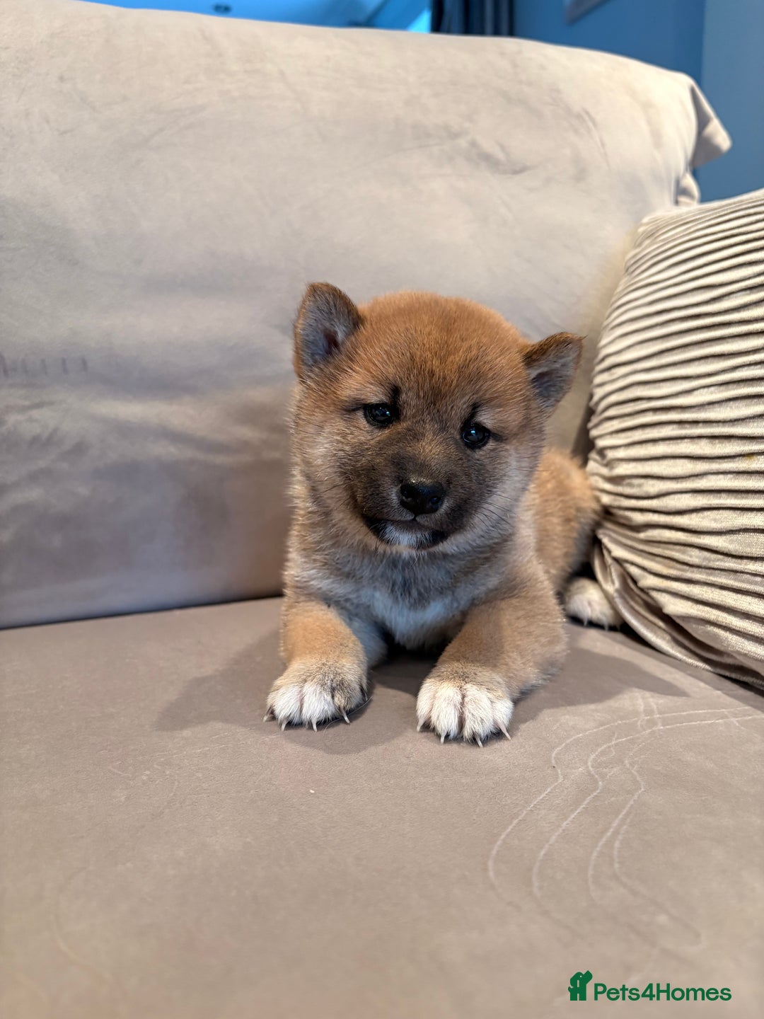 Japanese Shiba Inu dogs for sale: Health Tested Japanese Shiba Inu Puppies  - Image 5