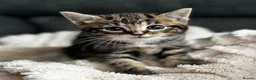 Siberian cats for sale: Beautiful siberian with American shorthair - Advert 8
