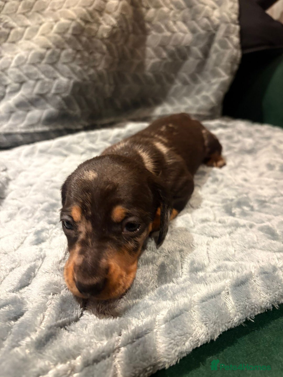 Miniature Dachshund dogs for sale: ✨ Miniature Dachshund Puppies ✨ - Advert 3