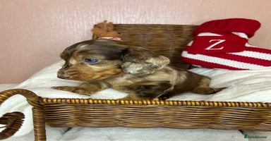 Miniature Dachshund dogs Champion Longhaired Miniature Dachshund Puppies - Advert 2