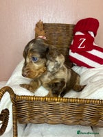 Miniature Dachshund dogs Champion Longhaired Miniature Dachshund Puppies - Advert 6