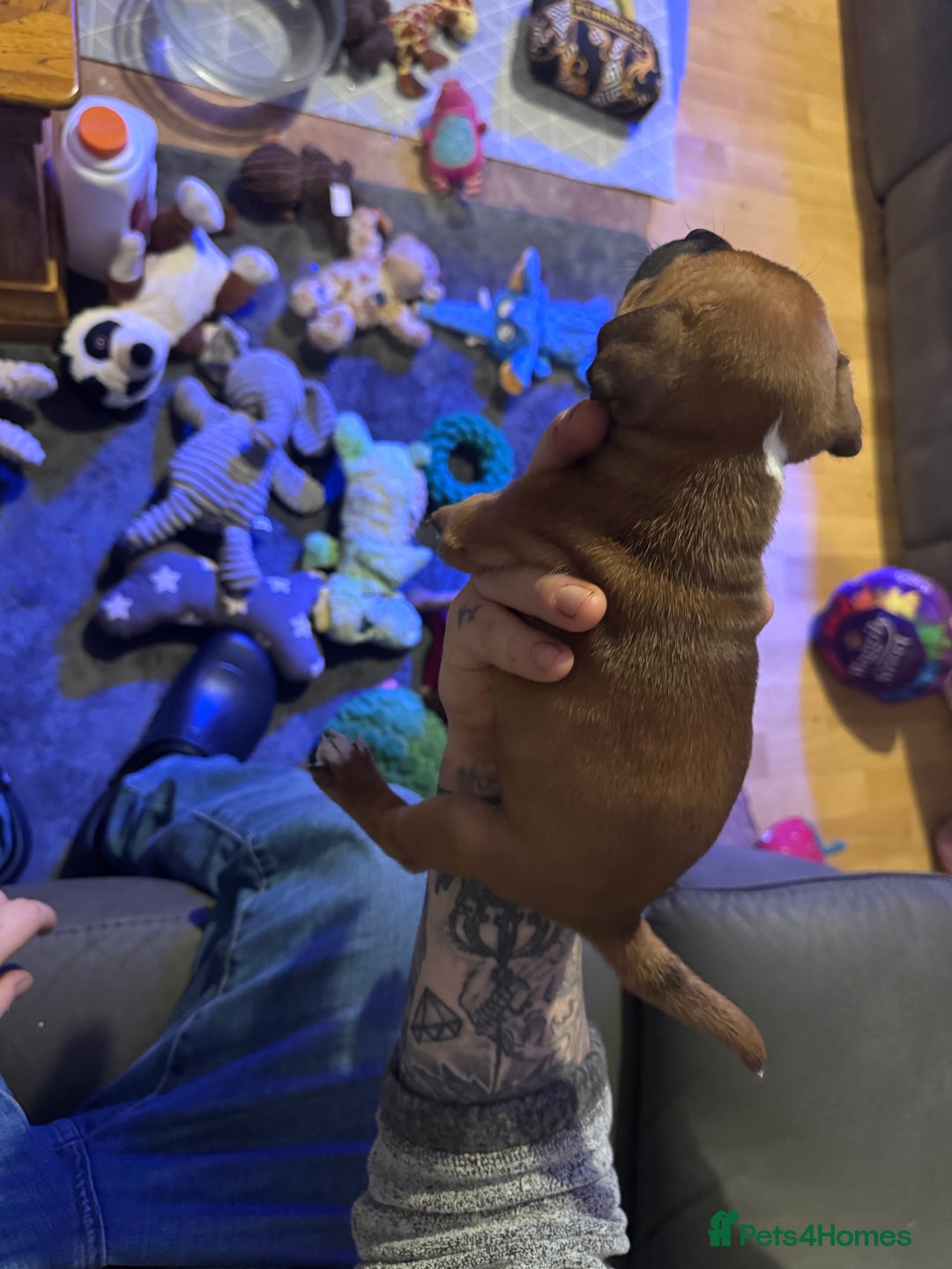Staffordshire Bull Terrier dogs for sale: Stunning Female  Staffy x Pups - Advert 13