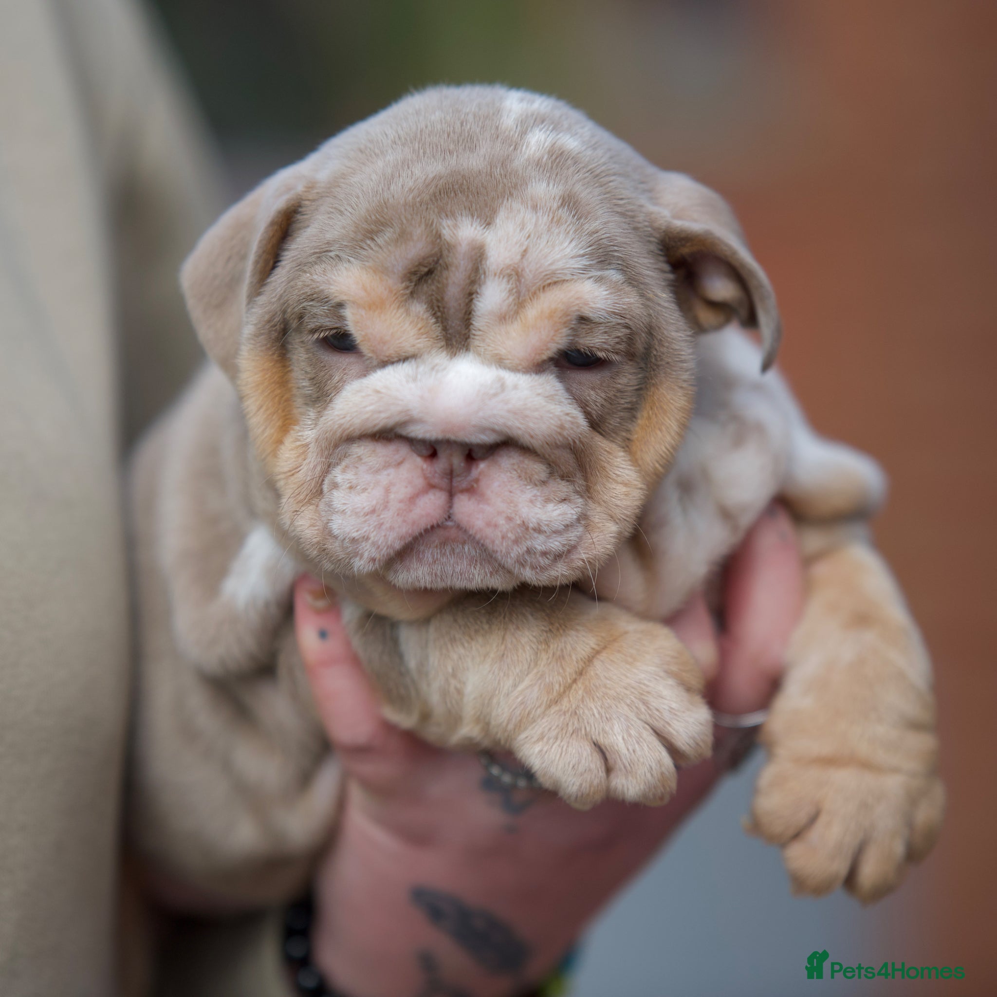 English Bulldog dogs ***EPIC BULLYZ PUPPIES*** - Advert 2