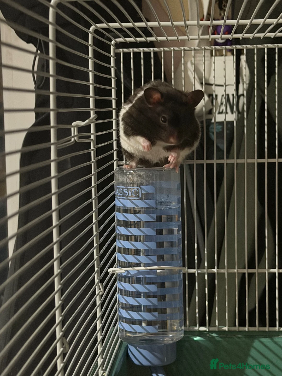 Hamster rodents for sale: Snoopy - Male Syrian Hamster  in Coatbridge - Advert 1