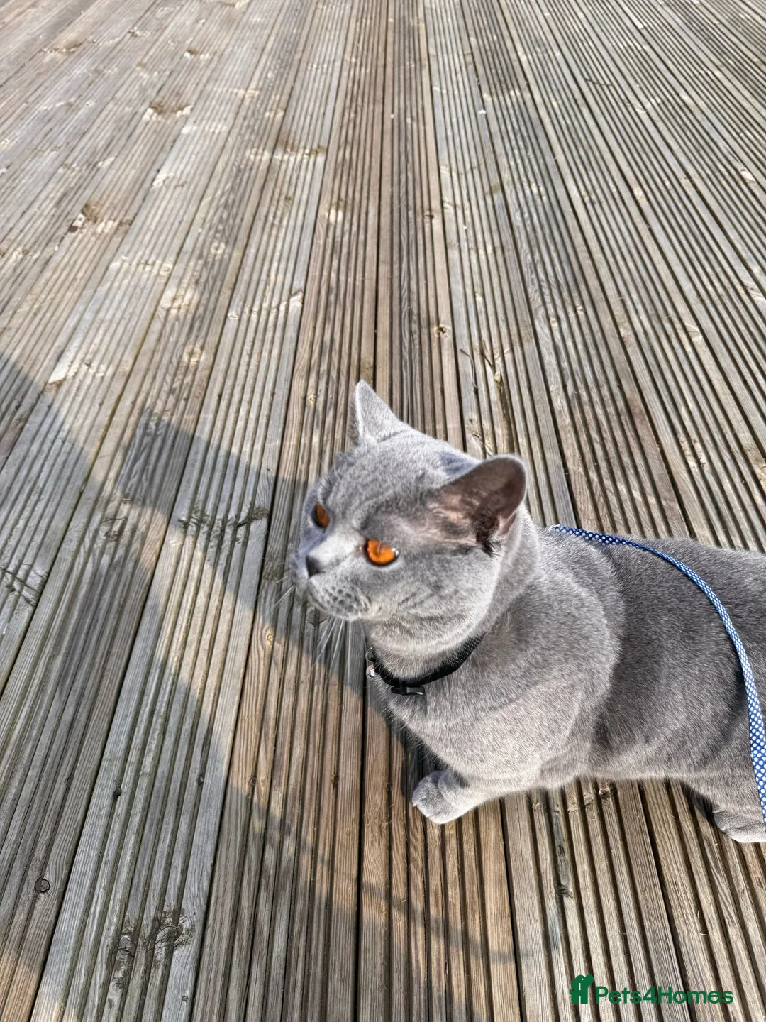 British Shorthair cats for sale: Beautiful loving BSH - Advert 6