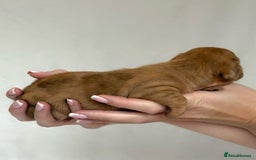 Miniature Dachshund dogs for sale: Miniature Dachshunds Puppies PRA Clear, KC Reg - Image 16