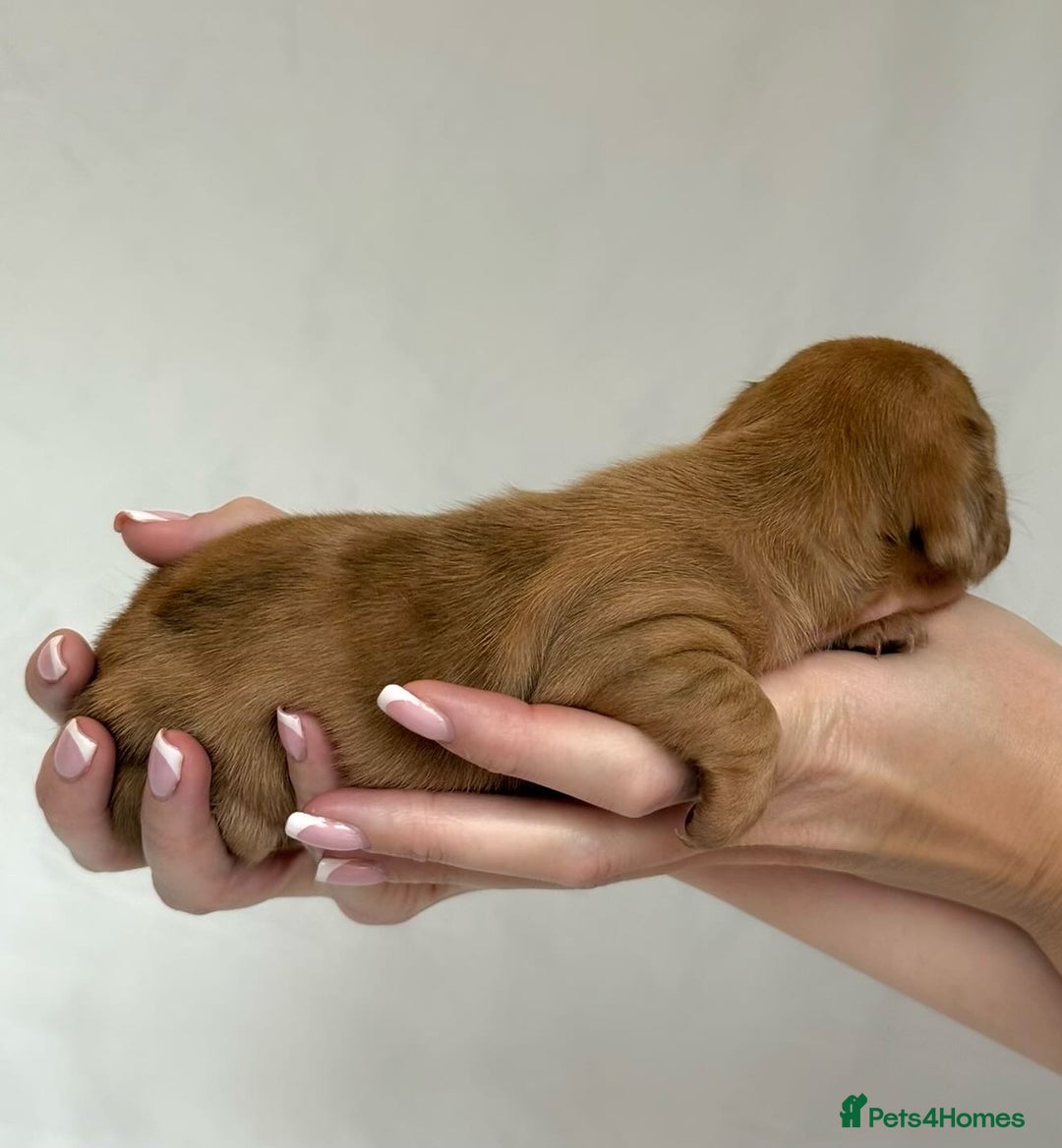 Miniature Dachshund dogs for sale: Miniature Dachshunds Puppies PRA Clear, KC Reg - Image 16