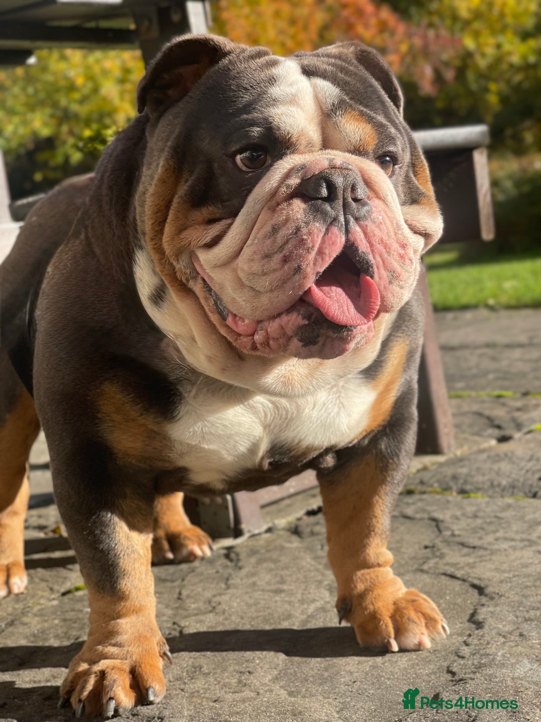 English Bulldog dogs for sale: Elite KC Registered English Bulldog Puppies - Advert 18