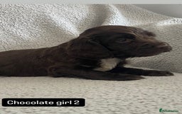 Cocker Spaniel dogs for sale: Gorgeous cocker spaniel puppies  - Image 3