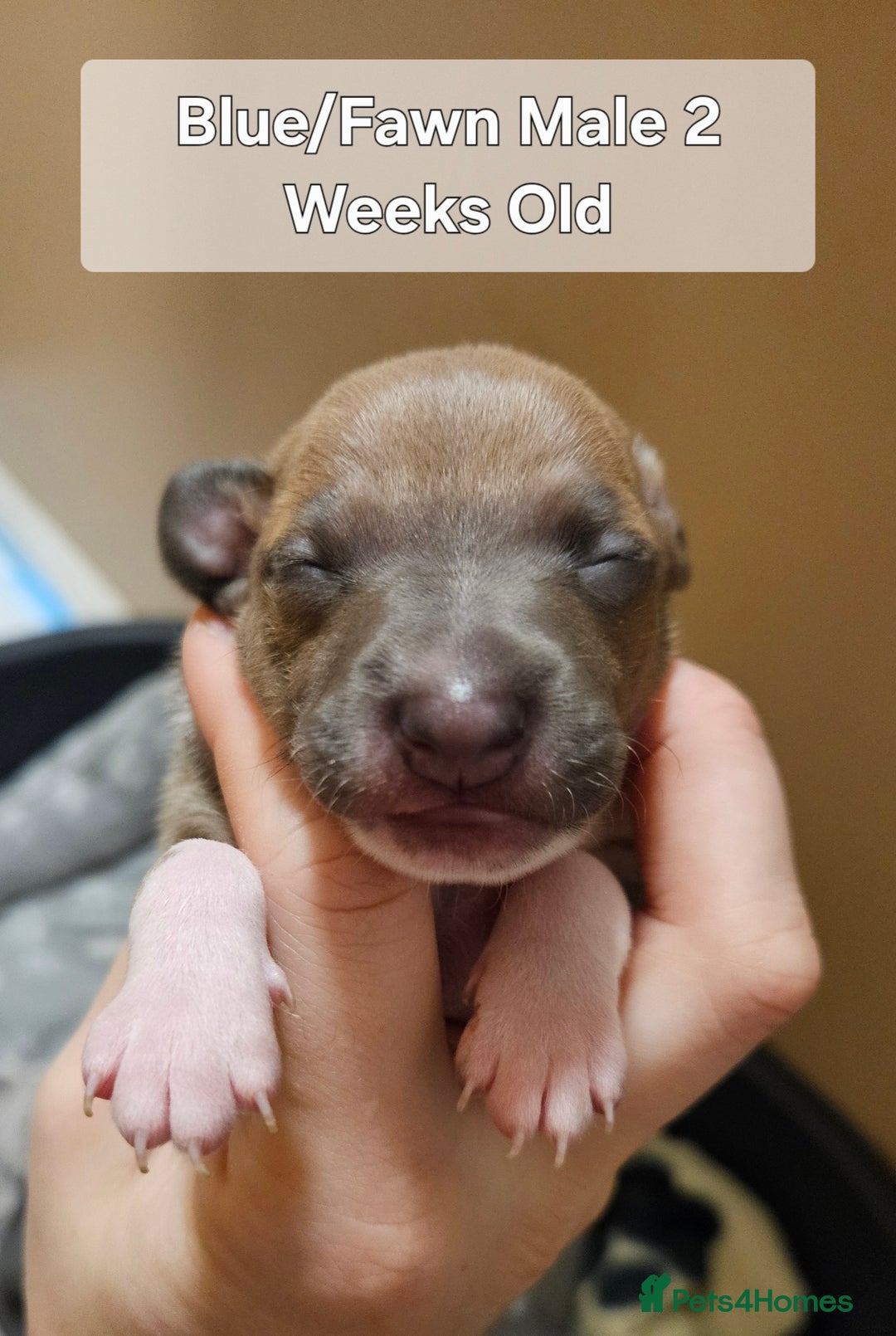 Italian Greyhound dogs for sale: Italian Greyhound Puppies - Kennel Club Registered - Image 4
