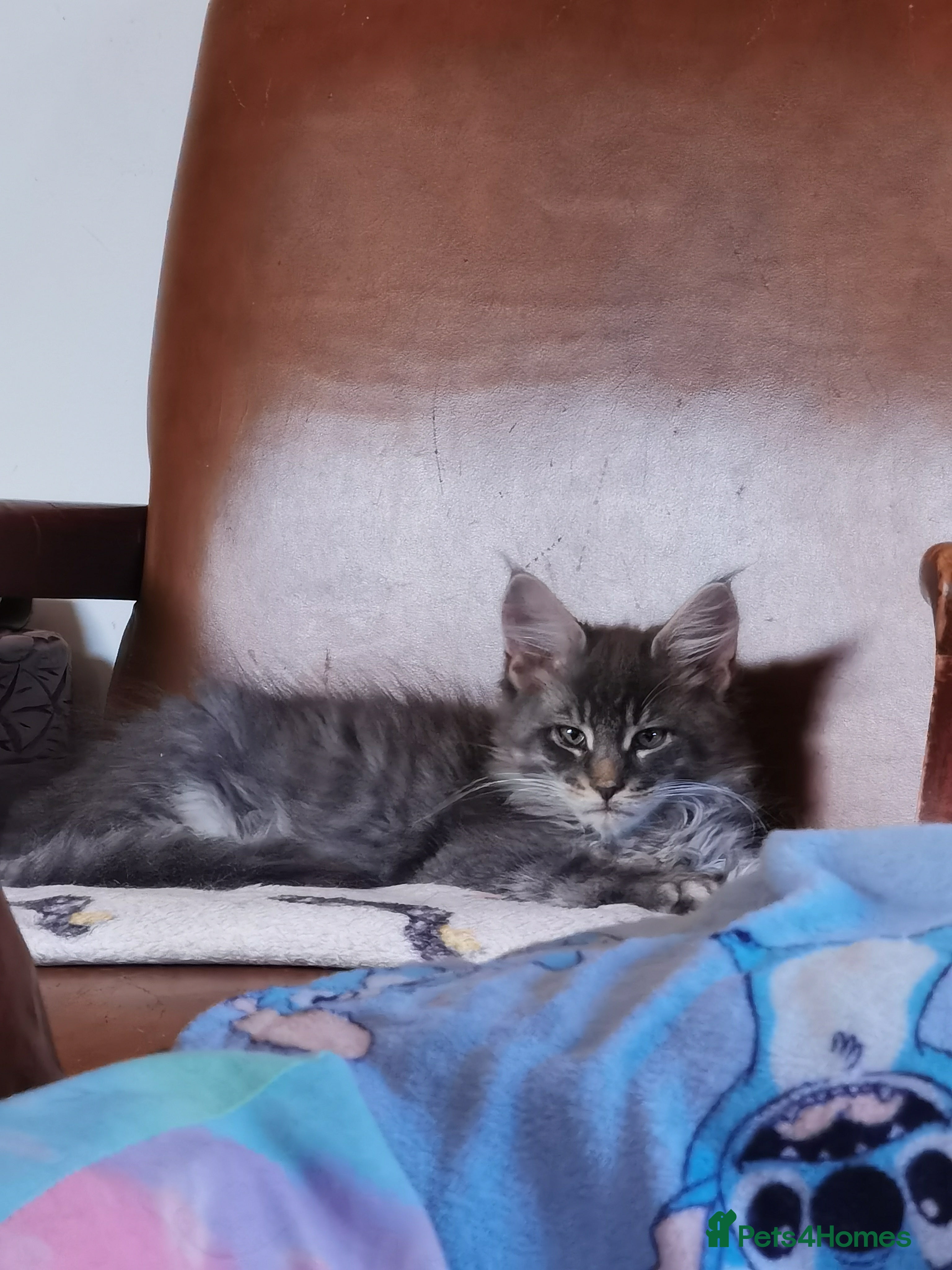 Maine Coon cats One beautiful silver Maine Coon kitten boy - Advert 14