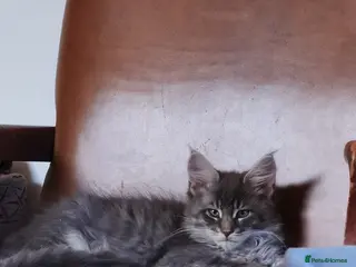 Maine Coon cats One beautiful silver Maine Coon kitten boy - Advert 14